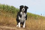 BORDER COLLIE 003